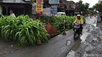 Salah seorang warga Tahunan, Priyono atau Kelik (36), menjelaskan jagung di tengah Jalan Babaran itu ditanam sekitar dua bulan lalu. Priyono menuturkan penanam jagung itu ialah Barmadi (62) dan keluarga, Barmadi sendiri juga merupakan warga setempat.
