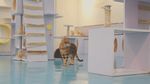 Gemas! Kafe Bertema Kucing Ini Sangat Cocok Buat Pecinta Kucing