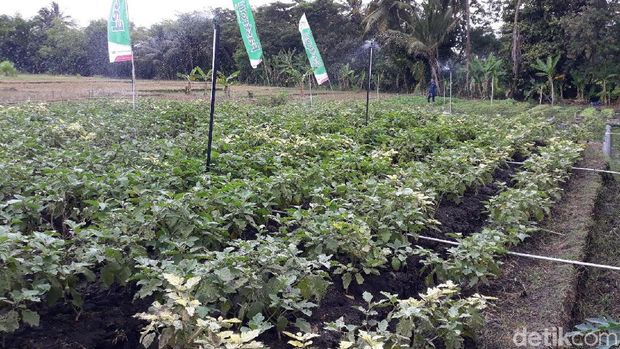 Jogja Youth Farming di Bantul