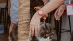 Gemas! Kafe Bertema Kucing Ini Sangat Cocok Buat Pecinta Kucing