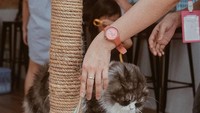 Foto: Instagram @superbeecatsSuperbee Pet Care and Cat Care yang berlokasi di Bekasi ini akan membuat Anda betah berlama-lama berada di kafe gemas satu ini.