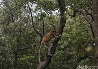 Bekantan di pohon (Pradita/detikcom)