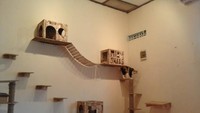 Foto: IstimewaDi Yogyakarta juga ada kafe bertema kucing bernama Miaw Shake Cat Cafe, jangan lupa berkunjung jika Anda sedang ada di kota wisata itu ya.