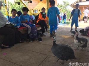 Mengenal Jenis Unggas dan Petik Sayur di Wisata Kebun Jubung Jember