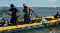 Warga memanen rumput laut di Desa Mamolo, Kabupaten Nunukan, Kalimantan Utara, Minggu (6/10).
