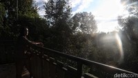 Seorang wisatawan memandang rindangnya Hutan Binusan.
