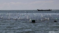 Rumput laut di Nunukan menjadi komoditas utama bagi warga di pulau perbatasan tersebut. 