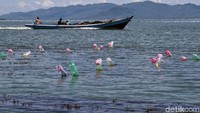 Deretan botol menjaga agar rumput laut tidak tenggelam dan dapat tumbuh dengan baik.