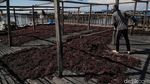 Geliat Petani Rumput Laut di Nunukan