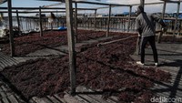 Pemerintah Kabupaten Nunukan pun memberikan dukungan dengan meminjamkan gudang bagi penyimpanan rumput laut sebelum dikapalkan ke Surabaya, kemudian diekspor ke Korea.