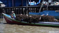 Rumput laut dapat dioleh menjadi cemilan seperti krispy dan amplang.