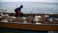 Seorang anak ikut membantu ayahnya memanen rumput laut.