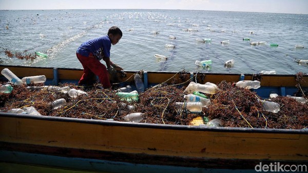 Mengintip Budidaya Rumput Laut di Nunukan