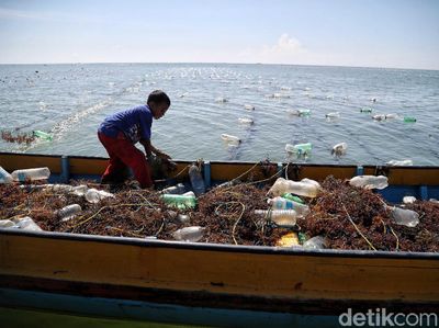 Mengintip Budidaya Rumput Laut di Nunukan