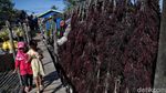 Geliat Petani Rumput Laut di Nunukan