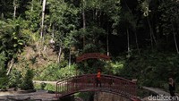 Pohon-pohon tumbuh dengan asri di hutan ini.