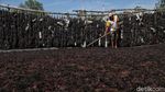 Geliat Petani Rumput Laut di Nunukan