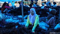 Sejumlah warga memilah rumput laut di kawasan Kampung Mamolo, Kabupaten Nunukan, Kalimantan Utara, Minggu (6/10).