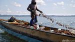 Mengintip Budidaya Rumput Laut di Nunukan