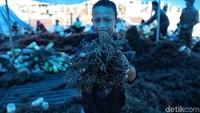 Kegiatan ekspor rumput laut Nunukan ke Korea telah berjalan di bulan Februari 2019 sebanyak 2 kali dengan jumlah barang sekitar 63 ton.