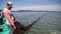 Panen rumput laut di Kabupaten Nunukan bisa dilakukan sebulan sekali.