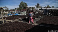 Tumpukan rumput laut tengah dijemur.