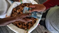 Harga rumput laut kering sekitar Rp 20.000 per kilogram.