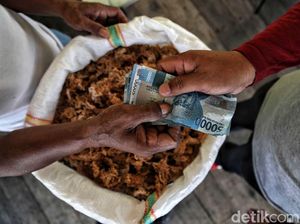 Geliat Petani Rumput Laut di Nunukan