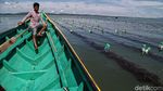 Mengintip Budidaya Rumput Laut di Nunukan