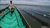 Saat panen warga bisa mendapatkan sebanyak 300 ton rumput laut.  