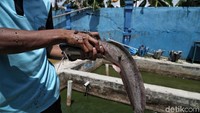 SMKN 1 Nunukan tidak hanya memiliki program produksi hidroponik yang dikelola oleh jurusan pertanian saja. Melainkan juga memiliki produk-produk lain seperti budidaya ikan dan hasil laut oleh jurusan perikanan, bank mini oleh jurusan akutansi, serta percetakan dan studio foto oleh jurusan multimedia.