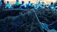 Bersamaan kegiatan ekspor, harga rumput laut kering di bulan Februari melonjak naik dan kembali ke harga sekitar Rp 20.000 perkilogram. 