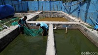 Bukan hanya untuk hidroponik saja, budi daya ikan pun butuh air. Terutama saat musim tanam benih tiba. Ikan-ikan yang diletakkan di kolam air tawar di belakang sekolah tentu sangat bergantung pada air apabila ingin terus hidup dan membuahkan hasil.