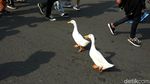 Saat Dua Bebek Ikut Ramaikan CFD di DKI