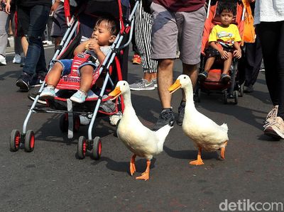 Saat Dua Bebek Ikut Ramaikan CFD di DKI