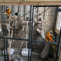 Dia juga memiliki area khusus untuk kandang burung. Di kandang tersebut terdapat beberapa jenis burung yang dipeliharanya. Foto: Dok. bionicweapon.wordpress.com