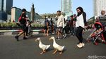 Saat Dua Bebek Ikut Ramaikan CFD di DKI