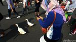 Saat Dua Bebek Ikut Ramaikan CFD di DKI