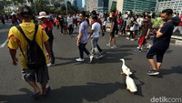 Dua ekor bebek itu menyita perhatian warga yang melintas di kawasan Bundaran HI.
