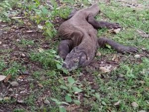 Melihat Komodo dari Dekat, Rasanya...
