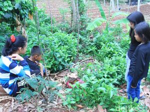 Bunga Bangkai Suweg Tumbuh di Kebun Milik Warga Banjaran
