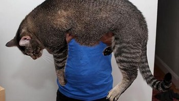 Bulu kucing tidak terlalu tebal jadi terlihat ukuran asli badannya. Foto: via Bored Panda