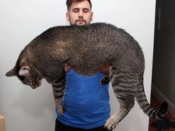 Kumpulan Potret Kucing Peliharaan Raksasa, Sungguh Ada!