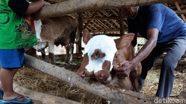 Lahir Normal, Anak Sapi di Bantul Punya 2 Mulut dan 3 Kelopak Mata