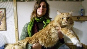 Kucing ini terlihat manja sekali. Foto: via Bored Panda