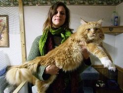 Kumpulan Potret Kucing Peliharaan Raksasa, Sungguh Ada!