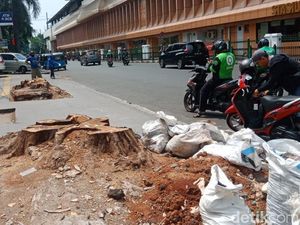 Cikini Kini: Hilang Rindang Angsana, Menanti Tabebuya
