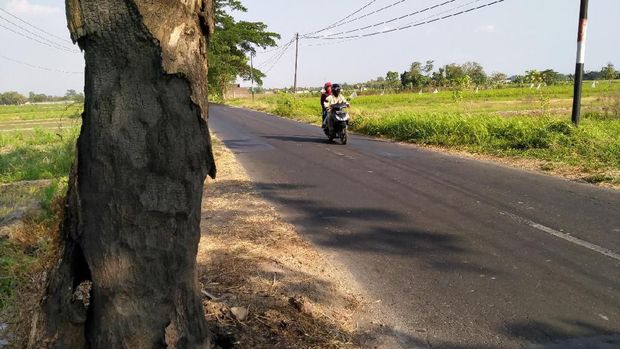 Banyak Pohon Peneduh Jalan di Klaten Dibakar, Siapa Pelakunya?
