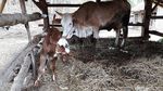 Aneh, Anak Sapi Ini Punya 2 Mulut dan 3 Kelopak Mata