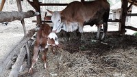 Anak sapi ini lahir pada Sabtu (2/11/2019) sekitar jam 21.00.